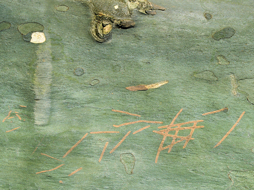 Accueil
