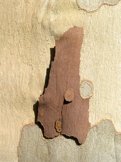 Accueil