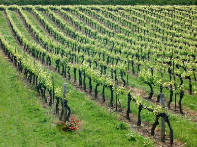 gaillac-0-paysages-nat-053