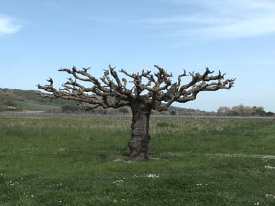 gaillac-2022-04-16-001