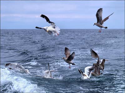 0_marins_090