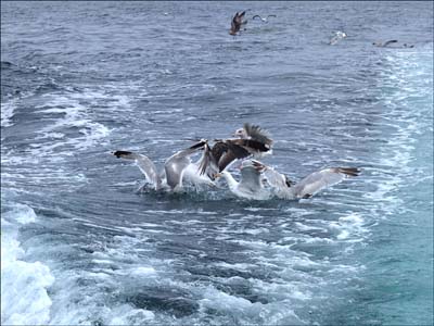 0_marins_091