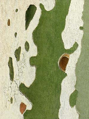 0_platanes_004