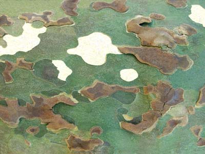 0_platanes_005