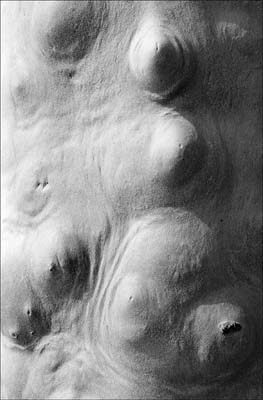 0_platanes_010