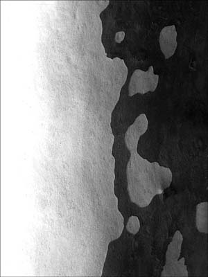 0_platanes_011
