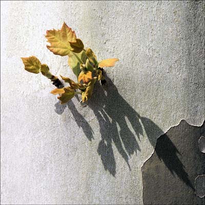 0_platanes_012