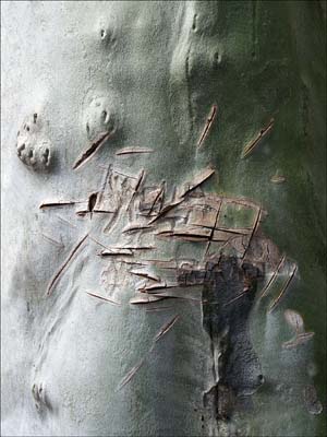 0_platanes_016