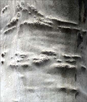 0_platanes_017