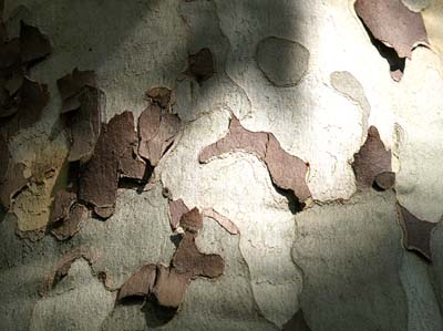 0_platanes_020