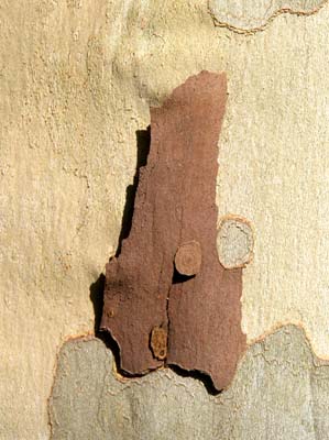 0_platanes_021