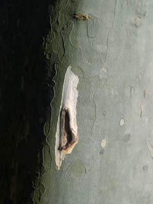 2009-02-05-009a