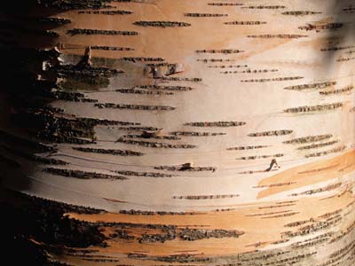 2009-10-15-094a